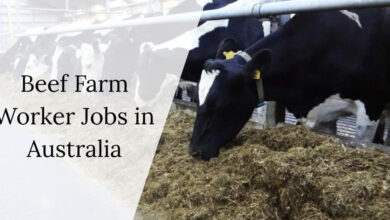 Beef Farm Worker Jobs in Australia