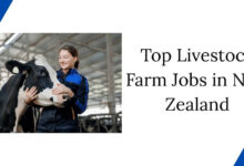 Top Livestock Farm Jobs in New Zealand