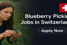 Blueberry Picking Jobs in Switzerland