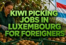 Kiwi Picking Jobs in Luxembourg for Foreigners